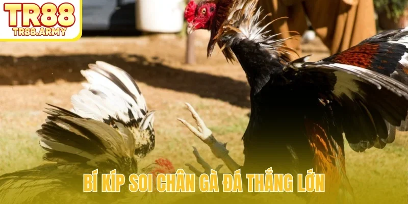 Bí kíp soi chân gà đá thắng lớn