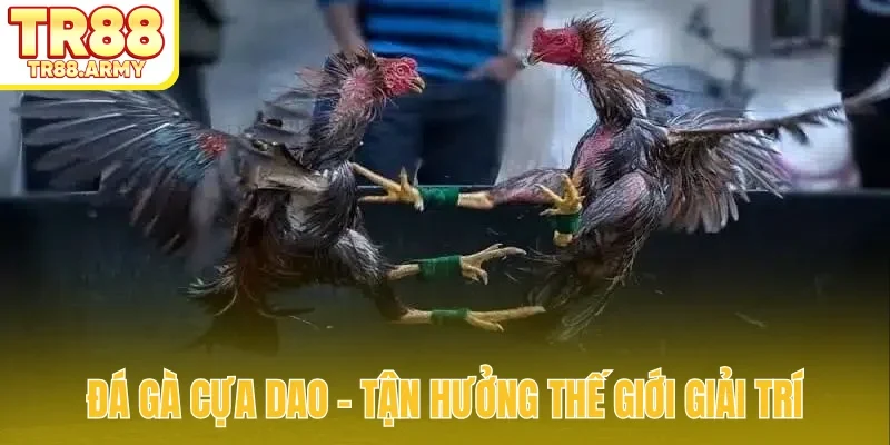 Đá gà cựa dao